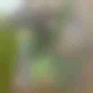 Sodo kauptukas lengvam piktžolių šalinimui | GRASSOE